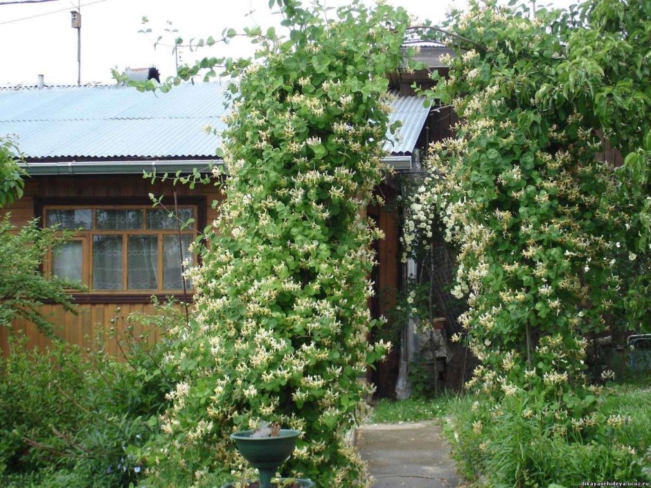 Жимолость каприфоль на перголе