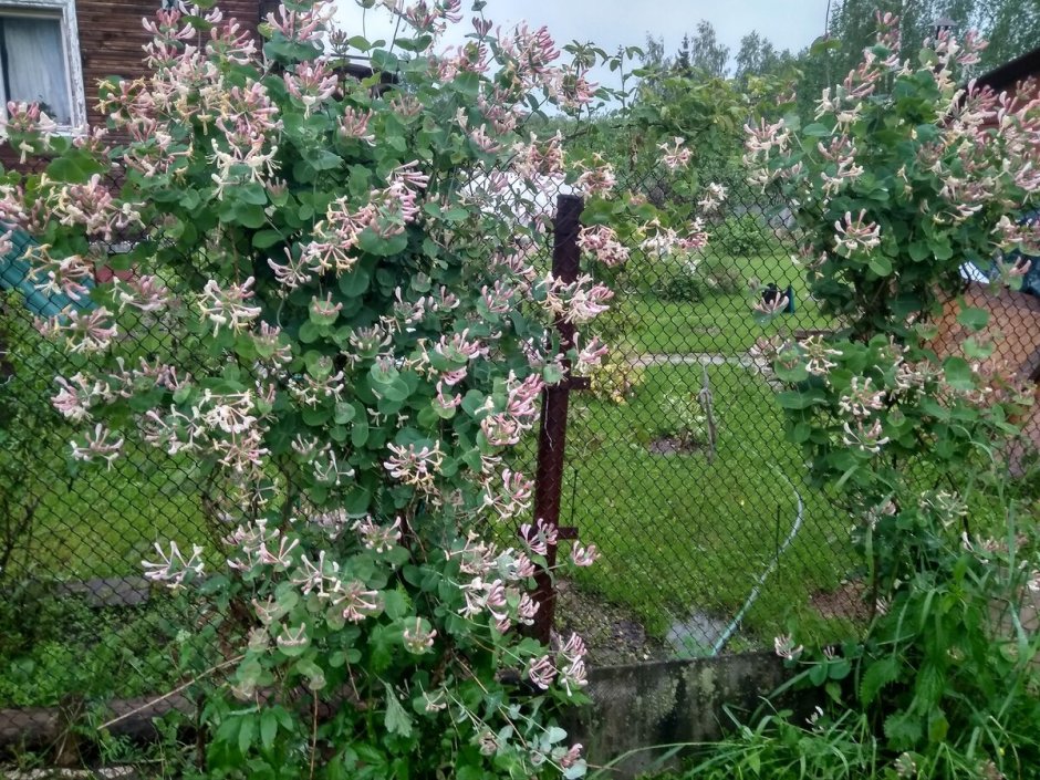 Жимолость каприфоль изгородь