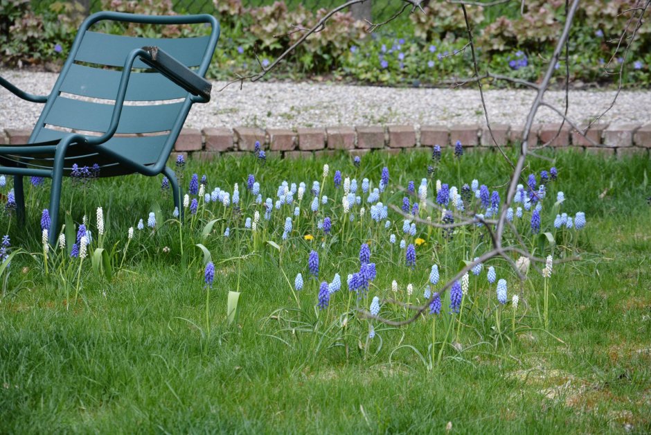 Muscari szovitsianum