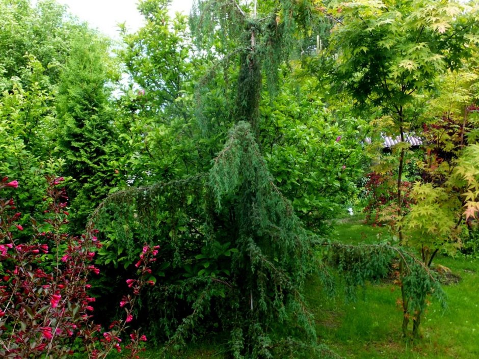 Лиственница Пендула арка