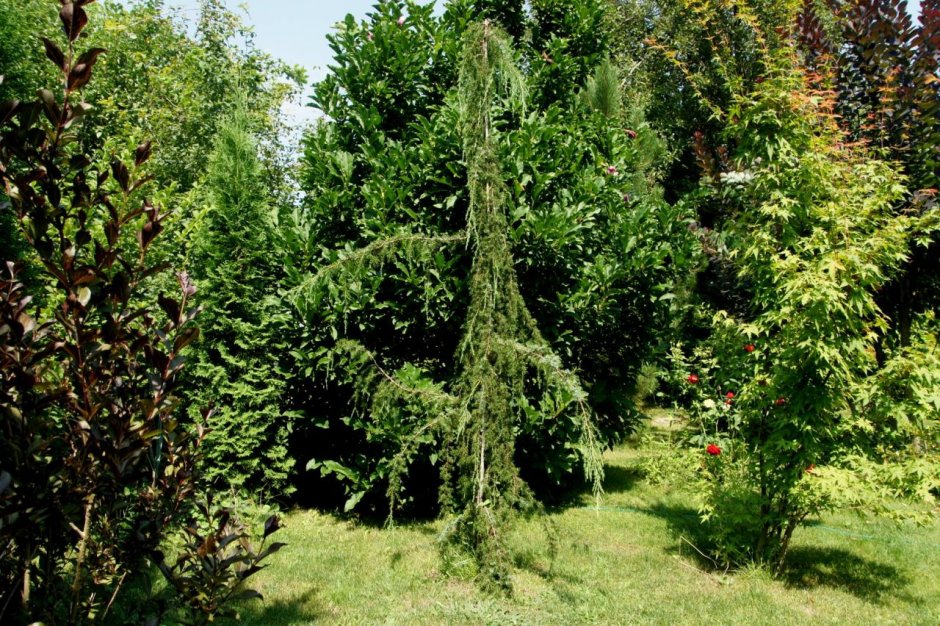 Можжевельник Хорстманн Пендула