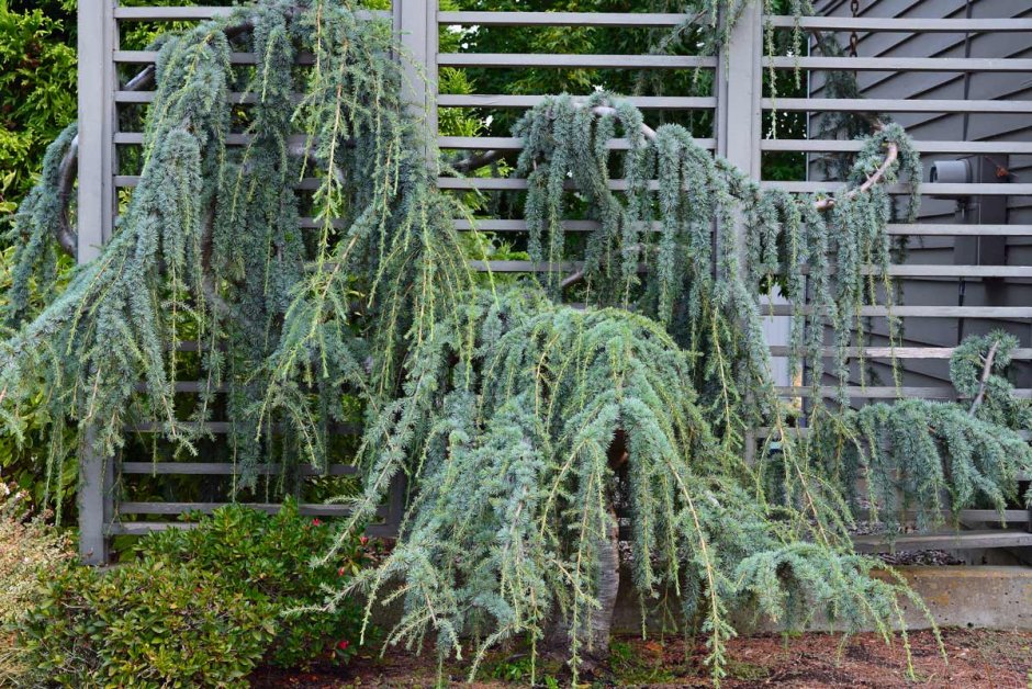 Cedrus Atlantica glauca pendula