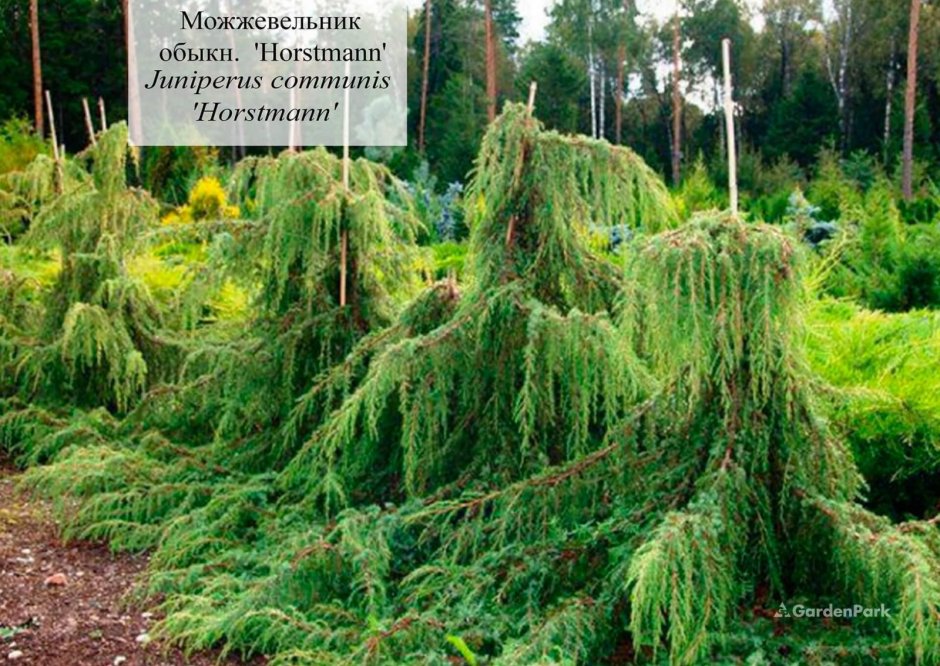 Можжевельник обыкновенный Форсмана