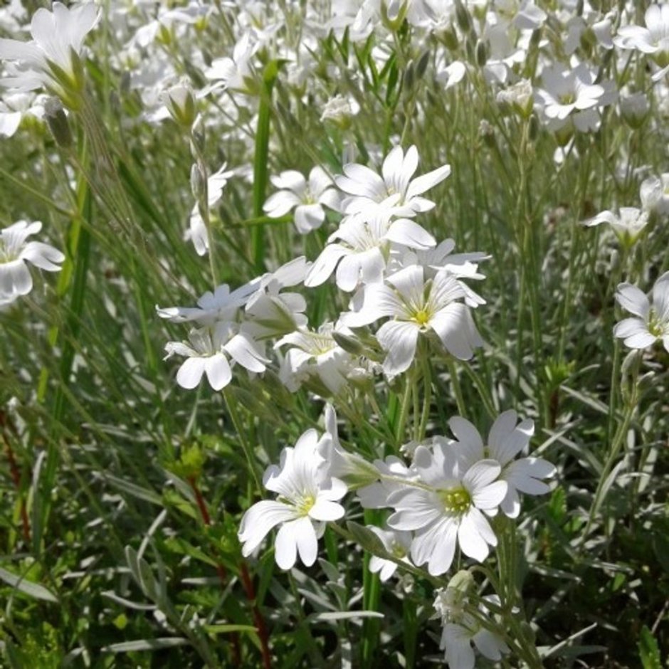 Ясколка Биберштейна Cerastium biebersteinii