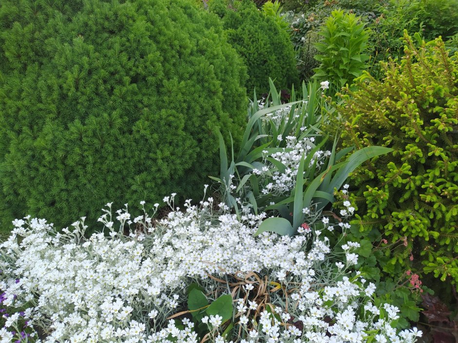 Ясколка войлочная (Cerastium tomentosum)