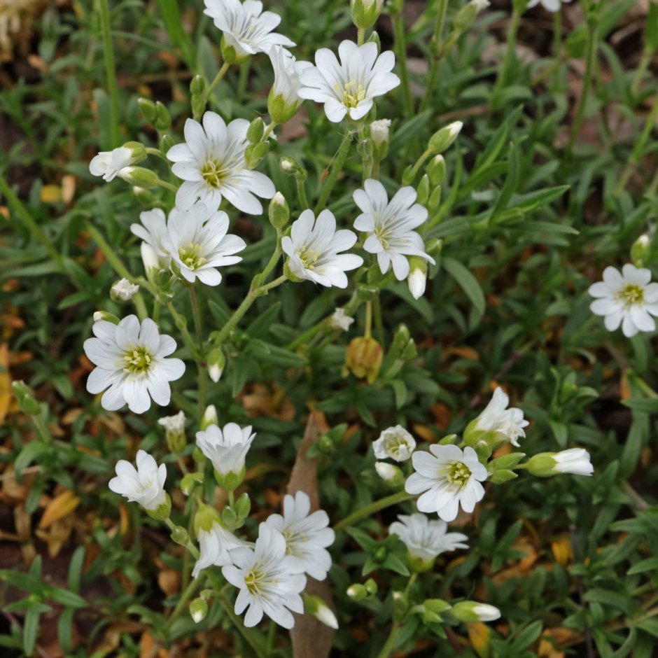 Ясколка Биберштейна Cerastium biebersteinii