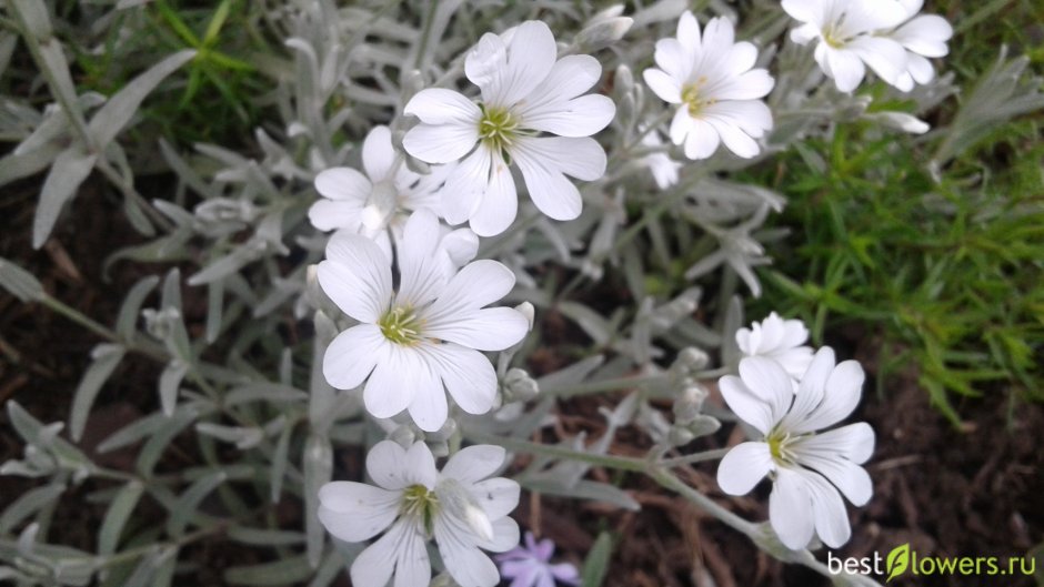 Ясколка войлочная columnae