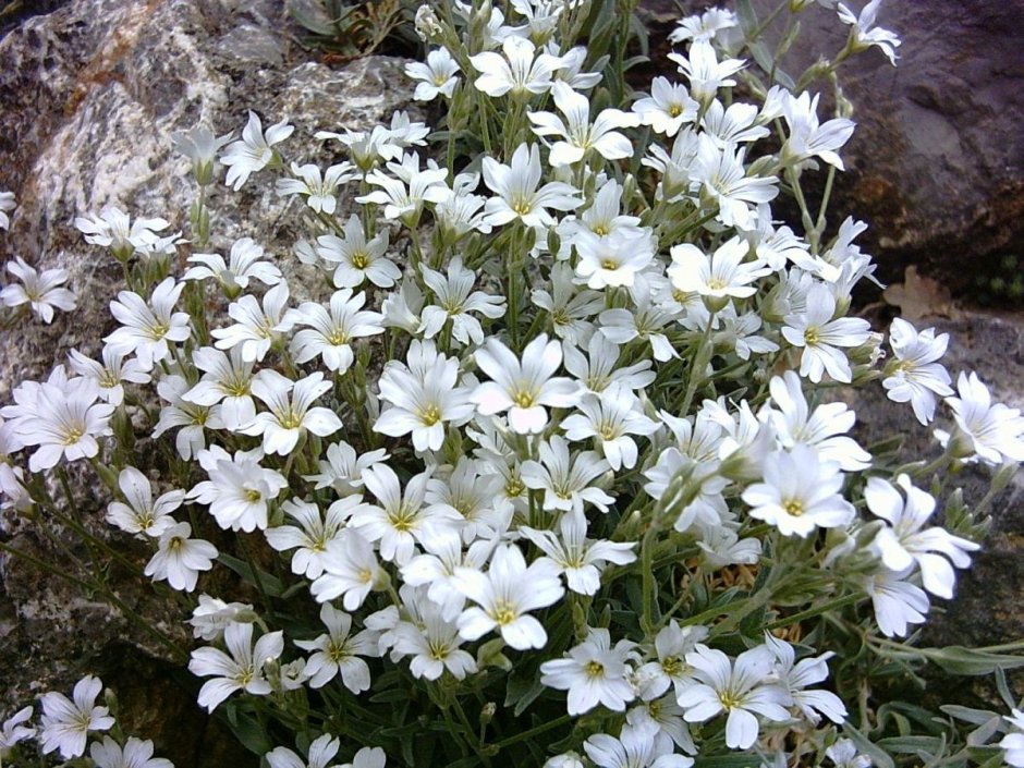 Ясколка войлочная (Cerastium tomentosum)