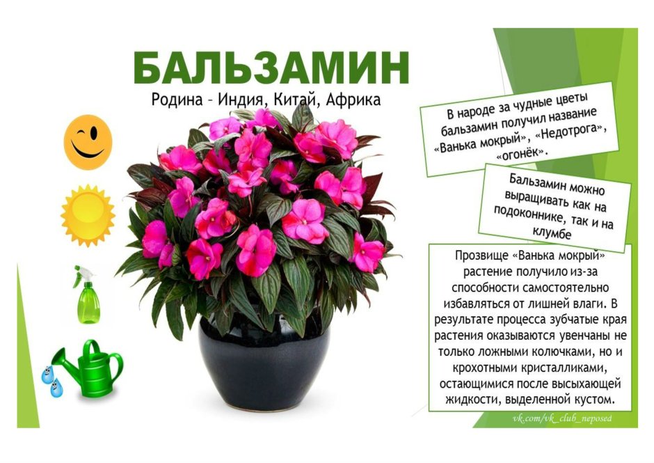 Бегония петуния лобелия