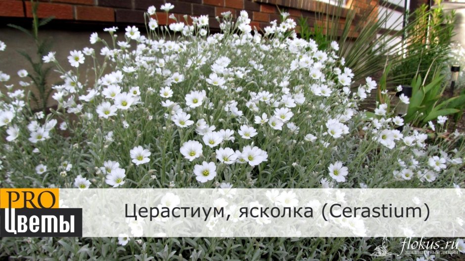 Ясколка Биберштейна