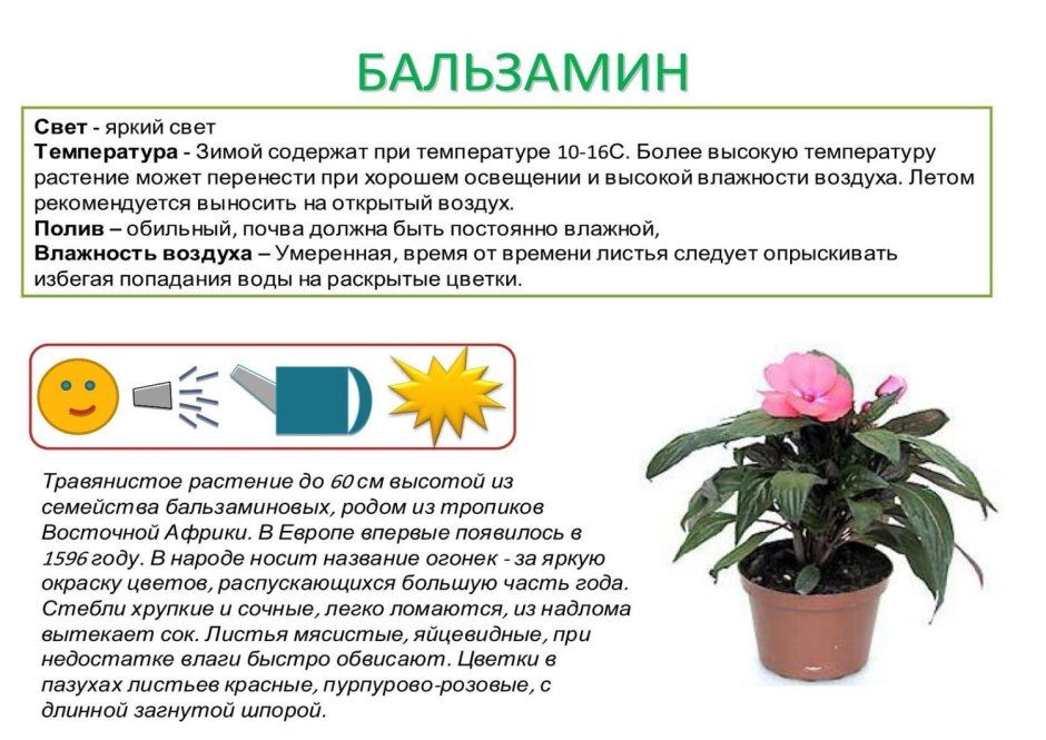 Ванька-мокрый бальзамин садовый