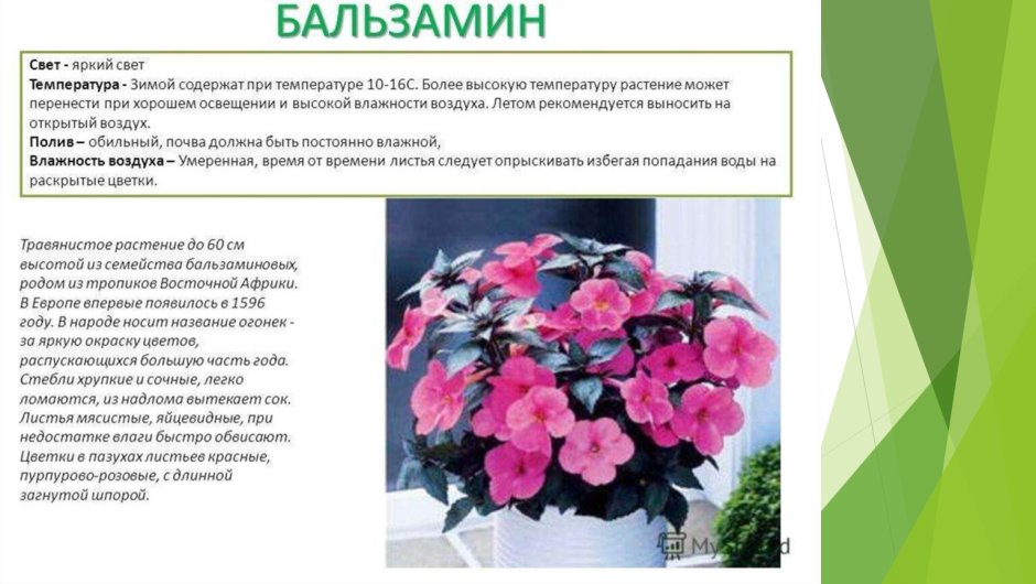 Бальзамин бордюрный