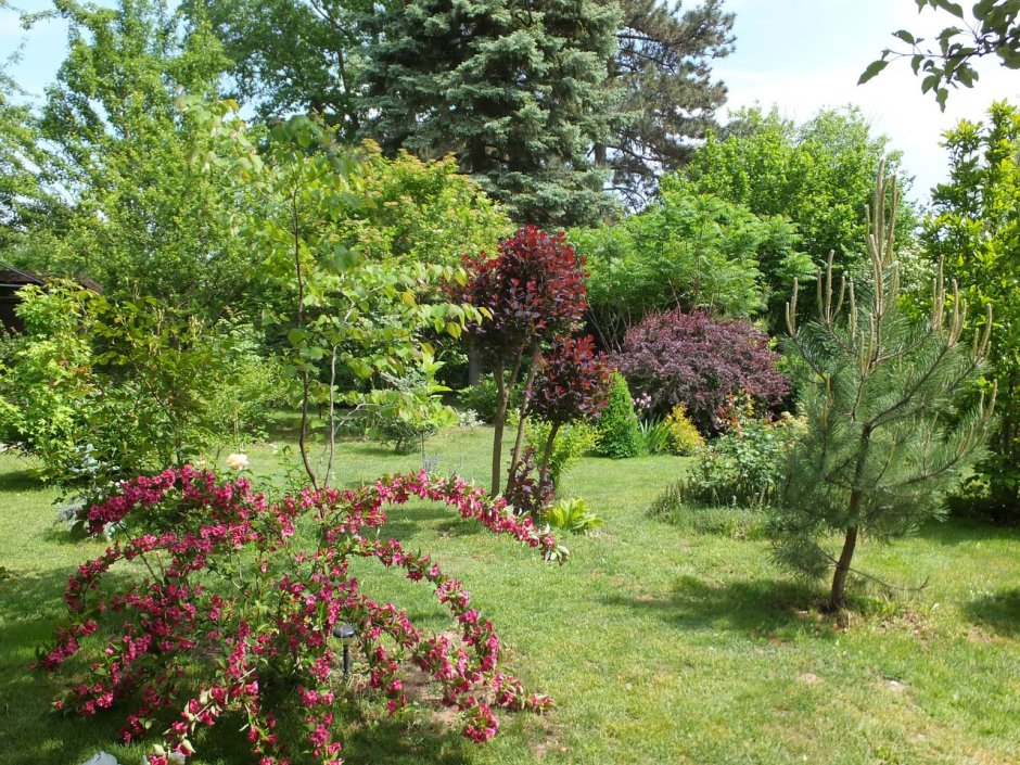 Acer palmatum 'Trompenburg'