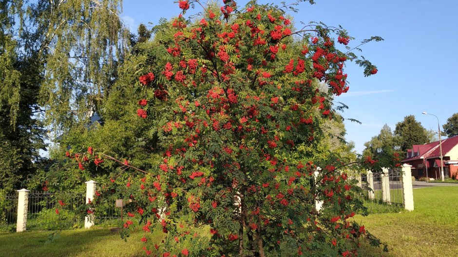 Туя Смарагд и Даника в ландшафте