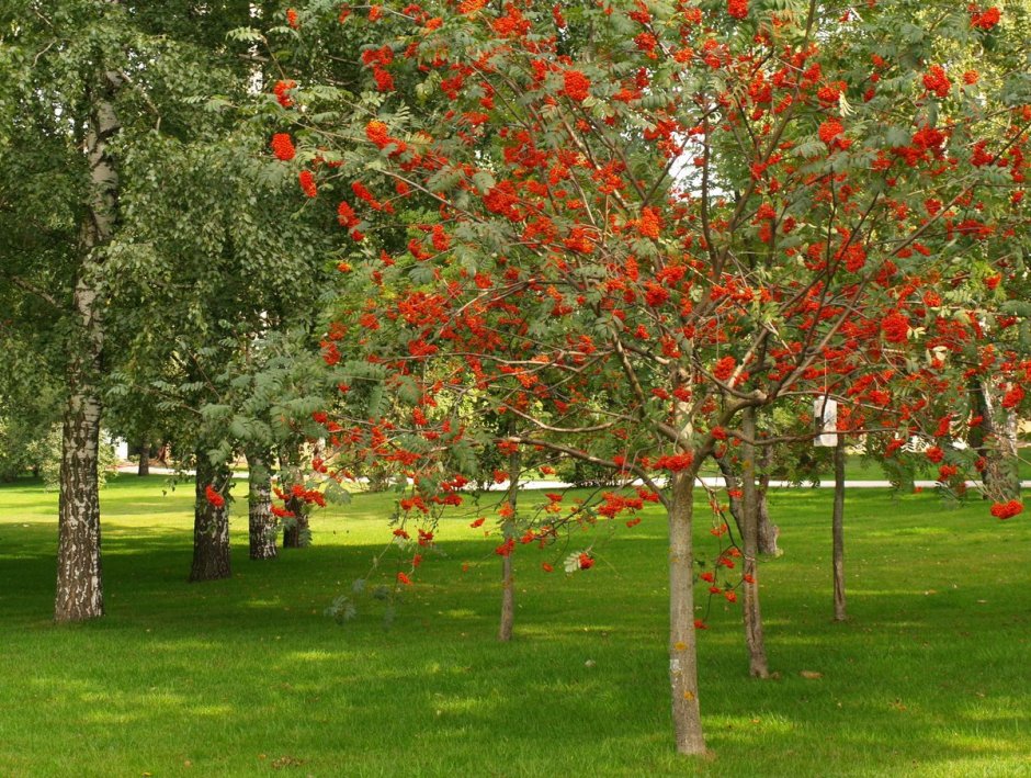 Яблоня плакучая краснолистная