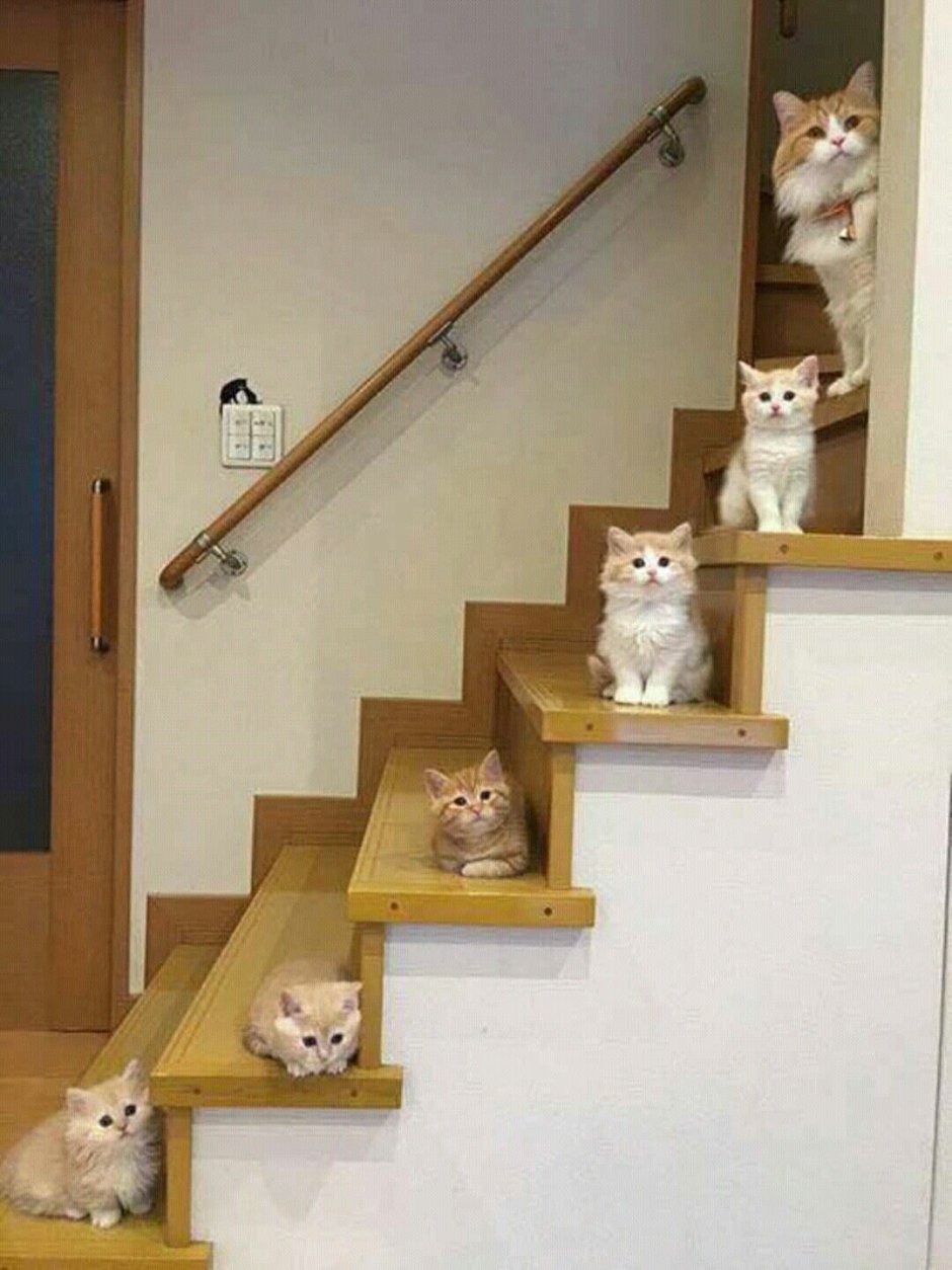 Котик на лестнице