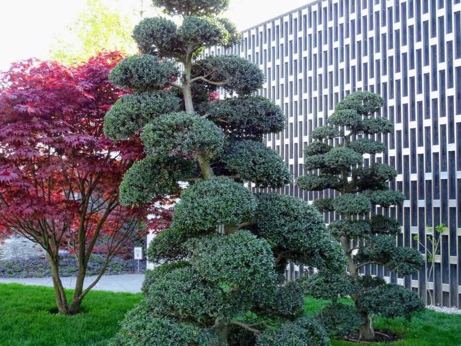 Спирея вейгела
