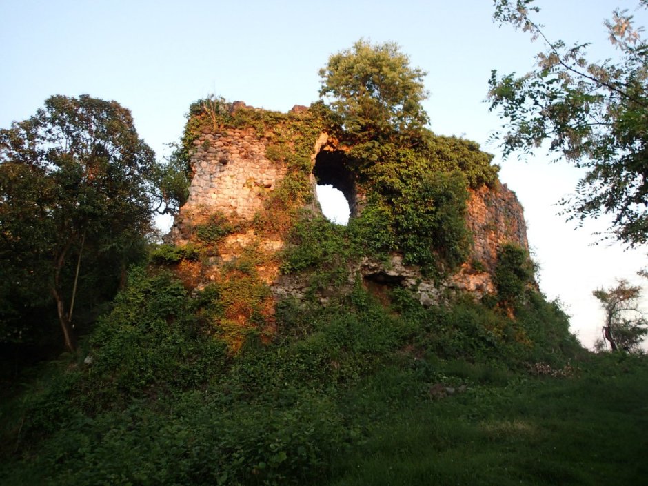 Виды папоротников Абхазии