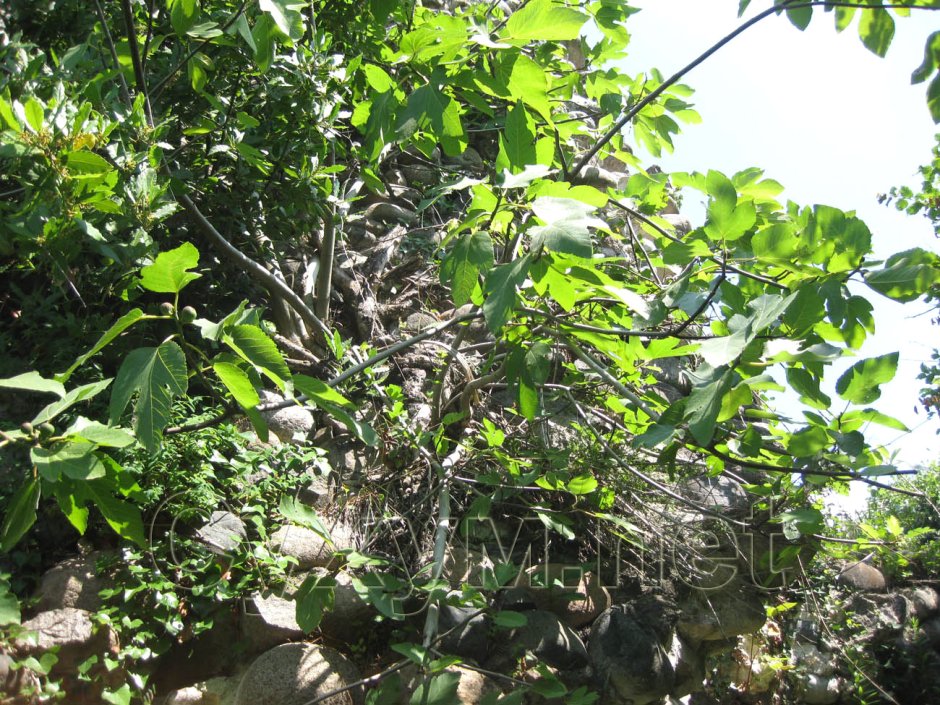 Замок принца Ольденбургского в Гаграх