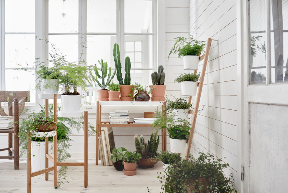 Комнатные растения под лестницей