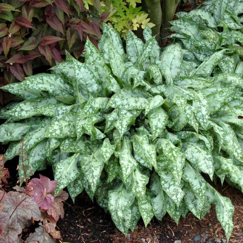 Медуница Pulmonaria Trevi Fountain