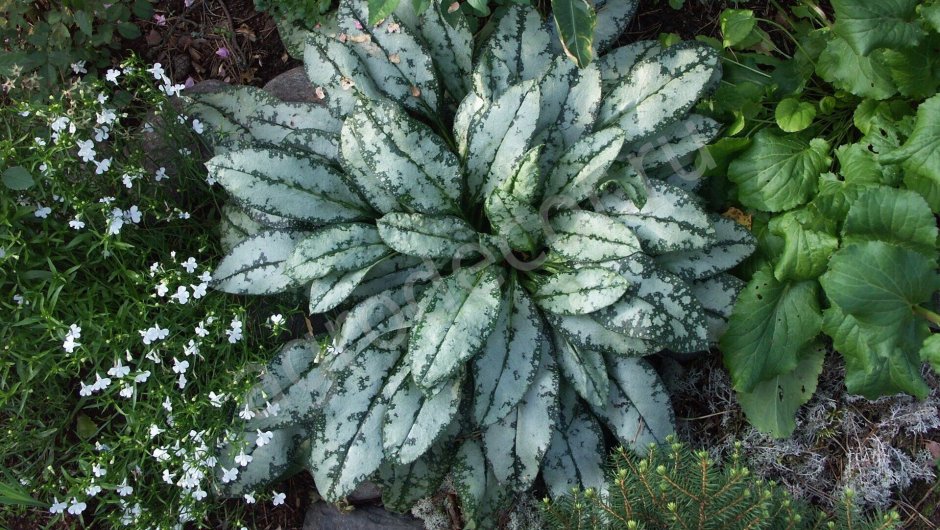 Медуница сахарная Pulmonaria saccharata