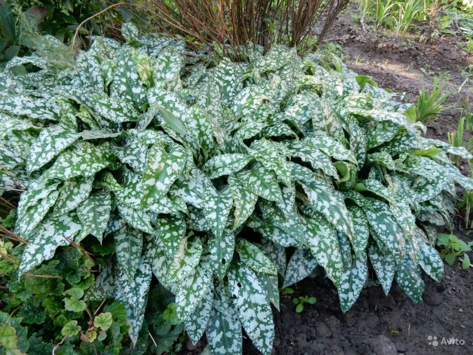 Pulmonaria saccharata