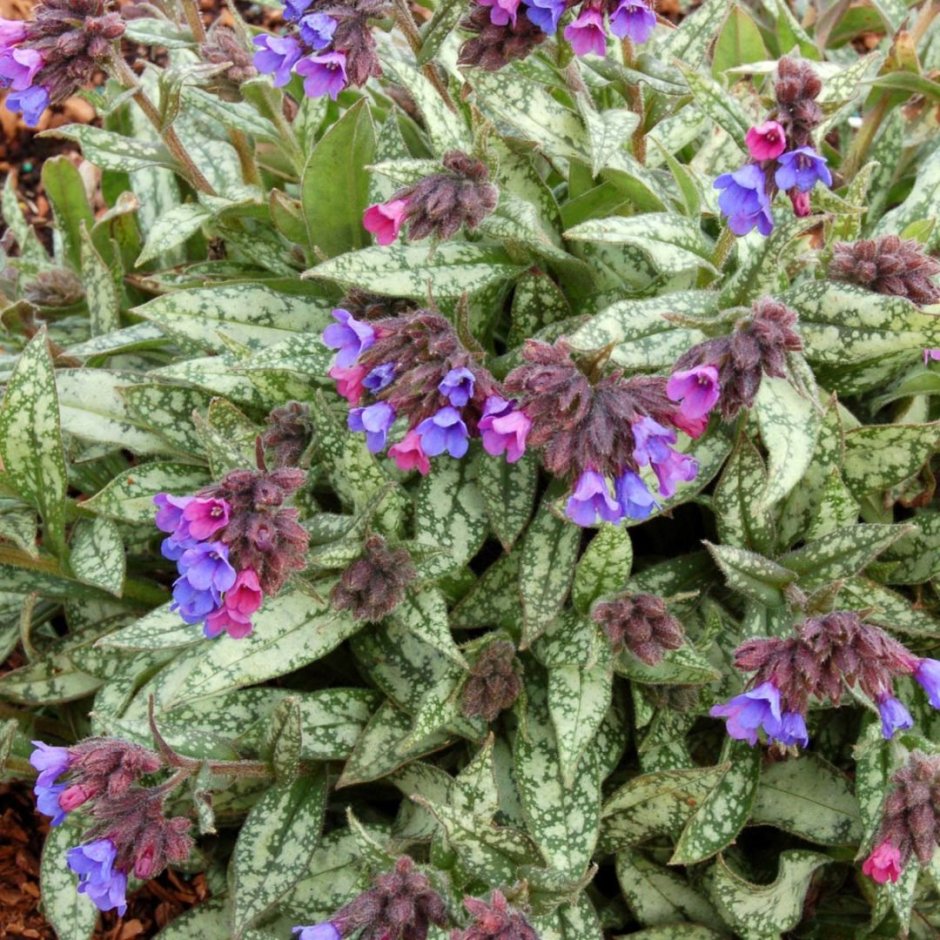 Бруннера крупнолистная variegata