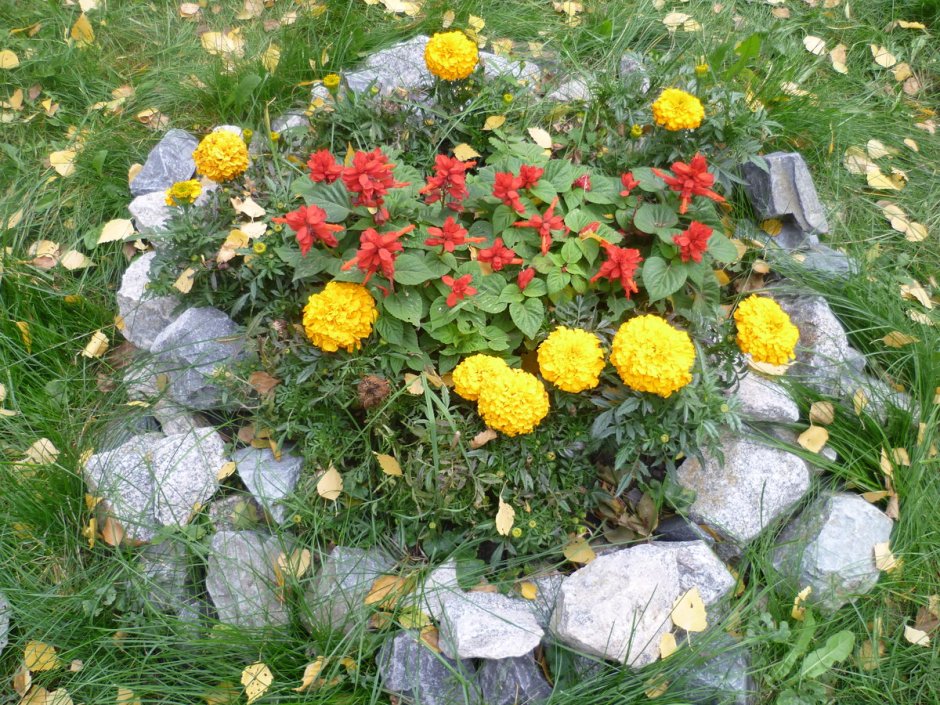 Бархатцы мультифлора