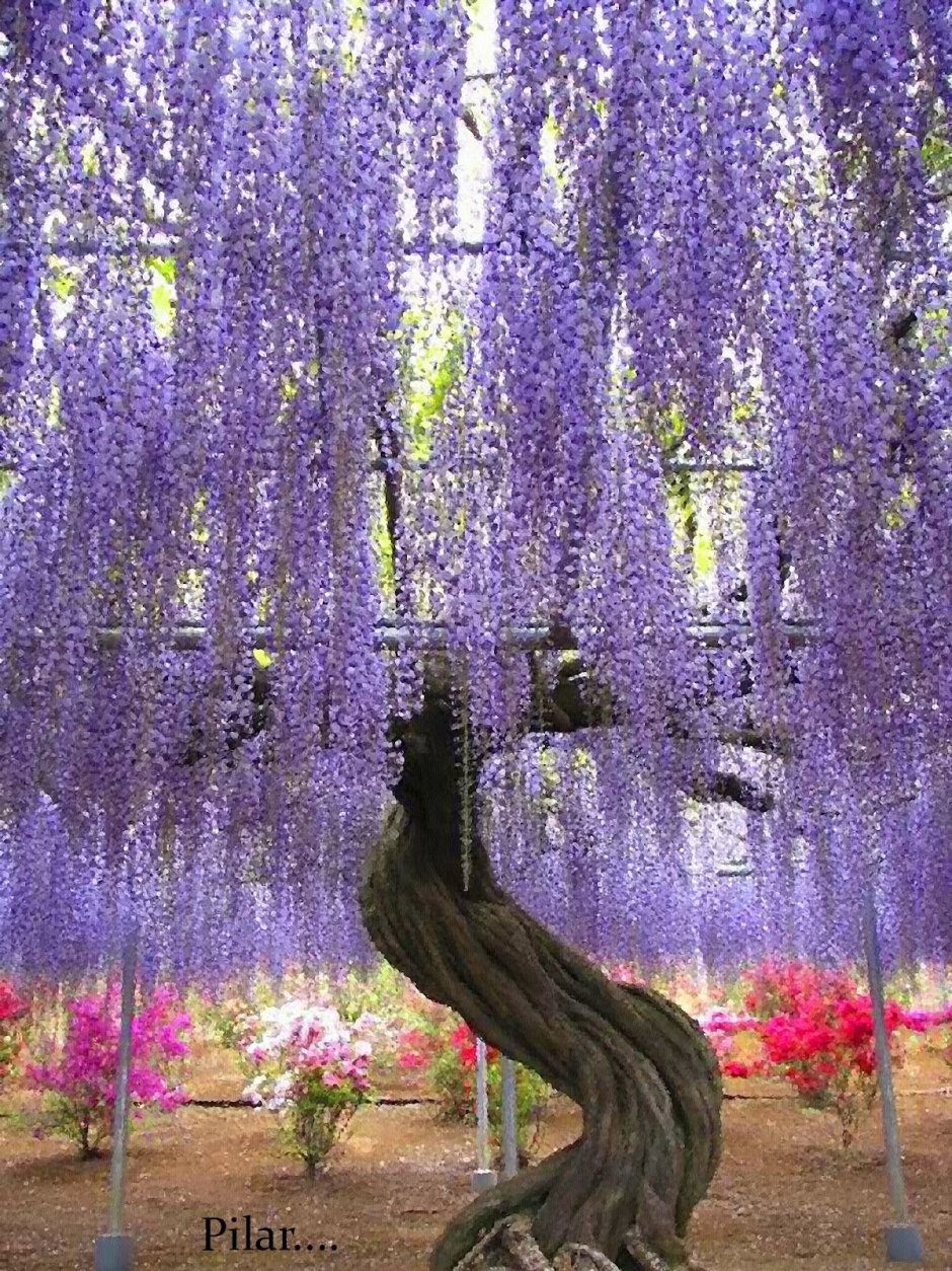 Глициния обильноцветущая Wisteria floribunda на перголе