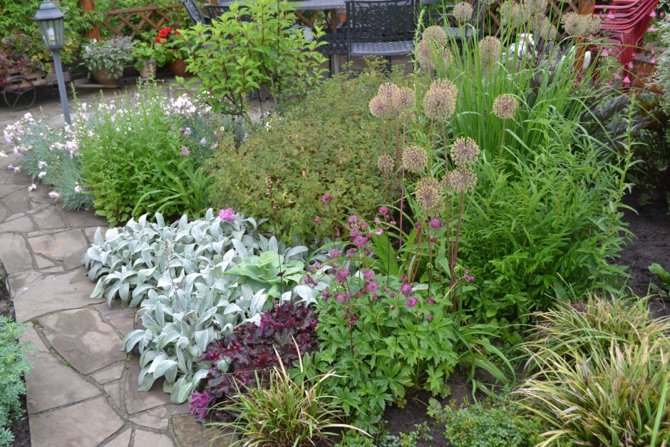 Стахис Stachys byzantina Silver Carpet