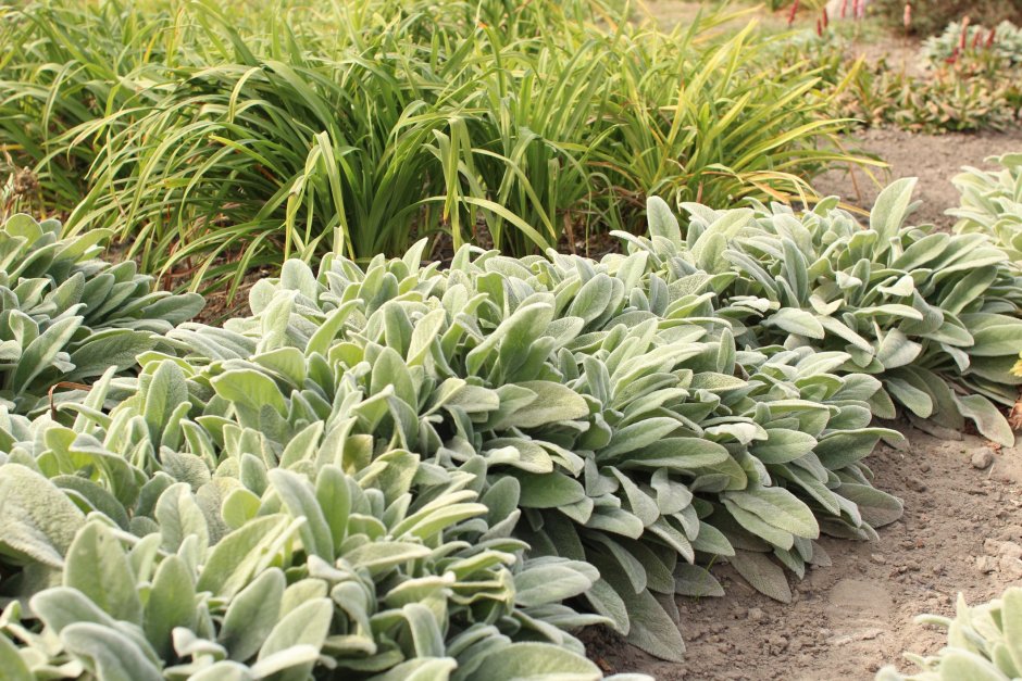 Стахис Византийский Stachys byzantina big Ears