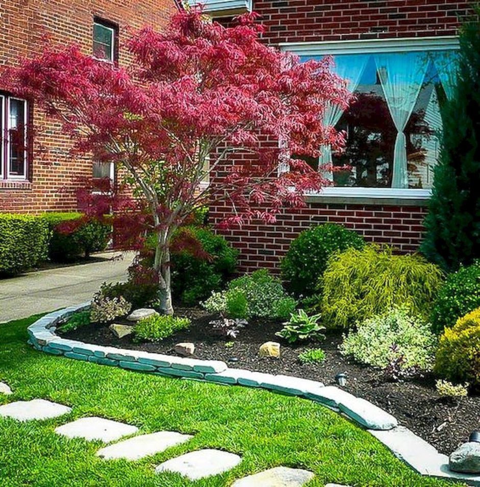 Acer palmatum Bloodgood