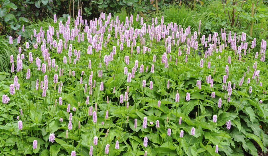 Bistorta officinalis