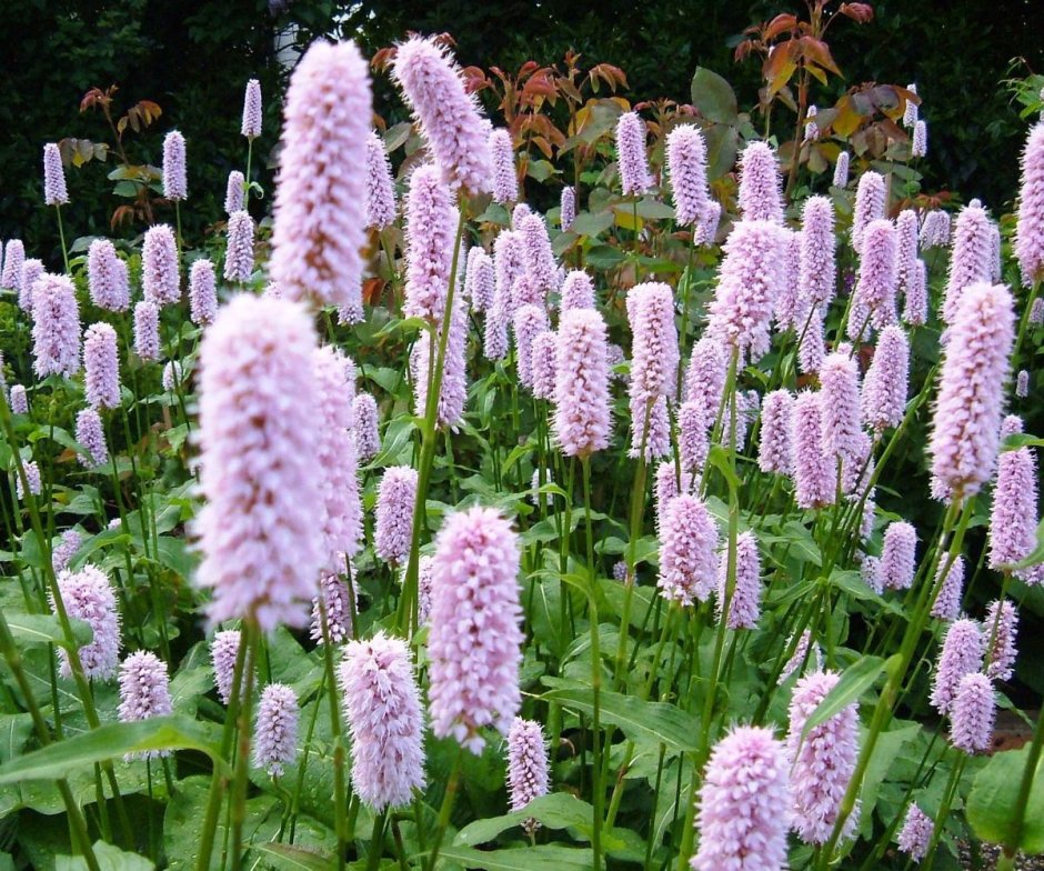 Persicaria hohe Tatra