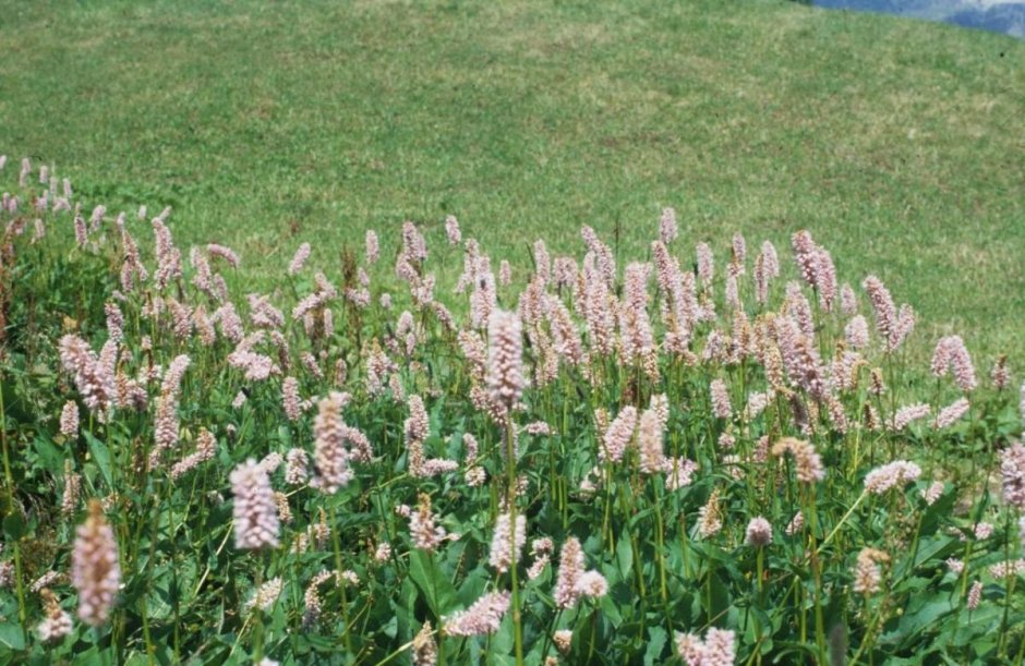 Bistorta officinalis