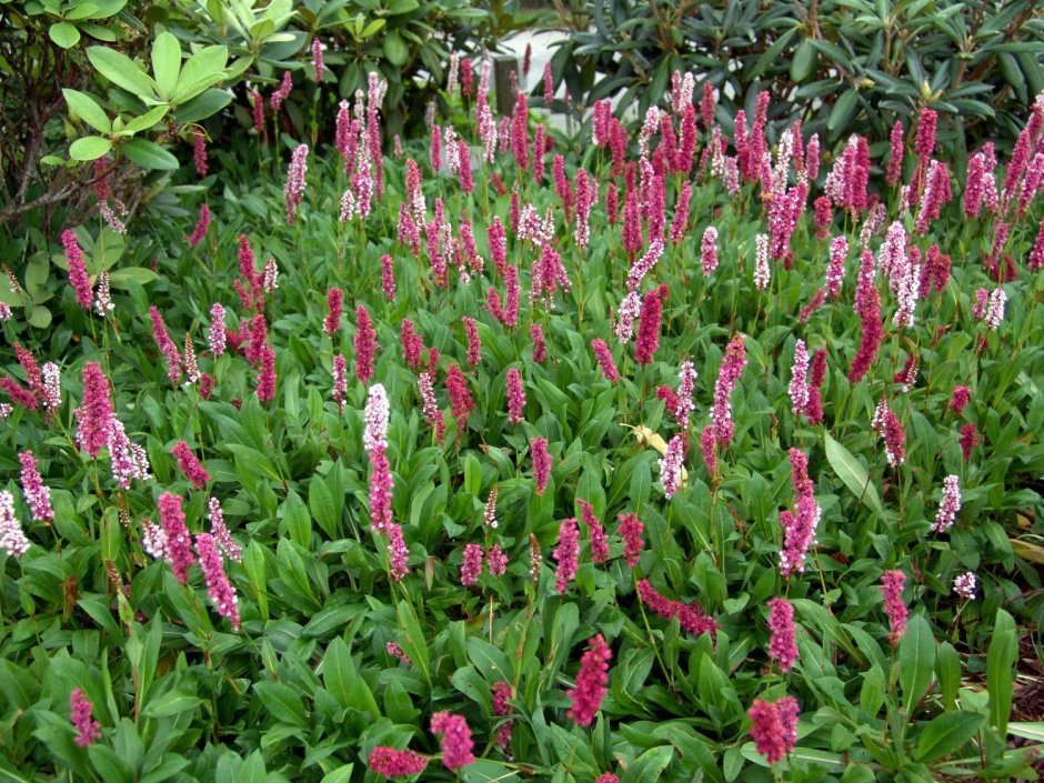 Persicaria bistorta
