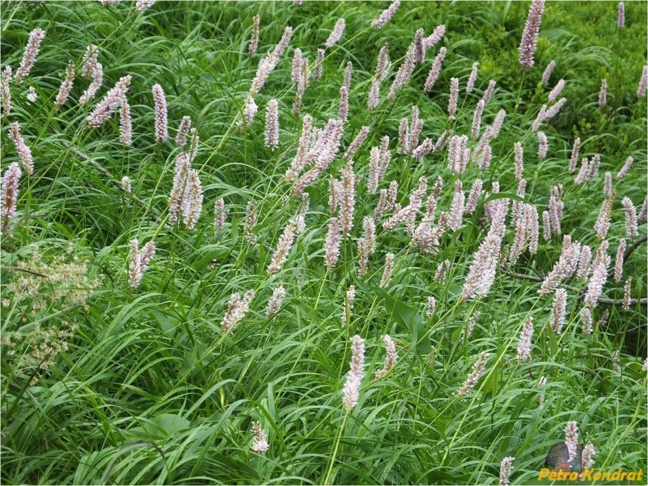 Горец змеиный (Polygonum bistorta)
