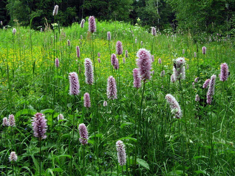 Persicaria amplexicaulis 'Alba'