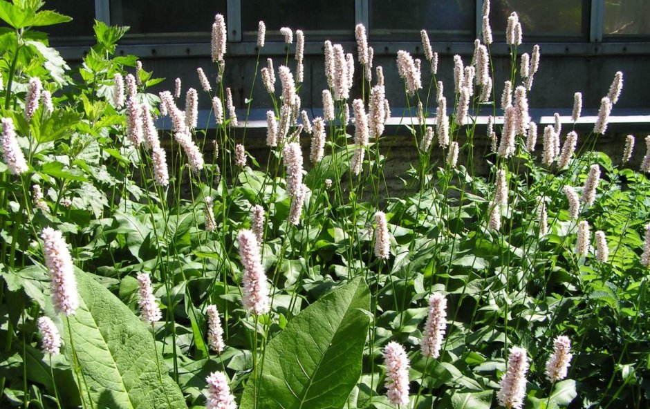 Горец змеиный (Polygonum bistorta `superba`)