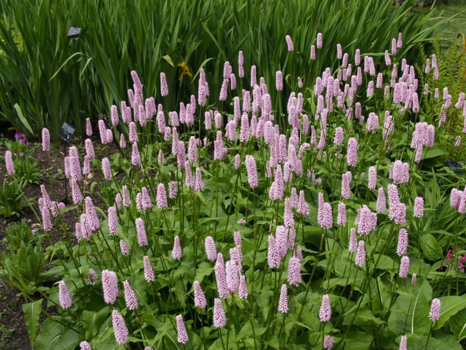 Горец змеиный (Polygonum bistorta)
