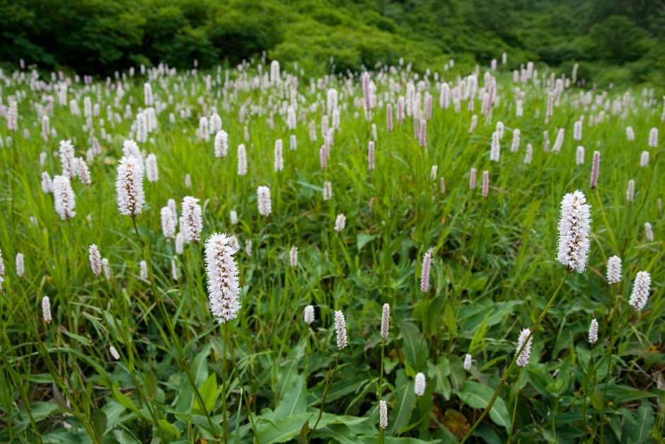 Горец змеиный (Polygonum bistorta)