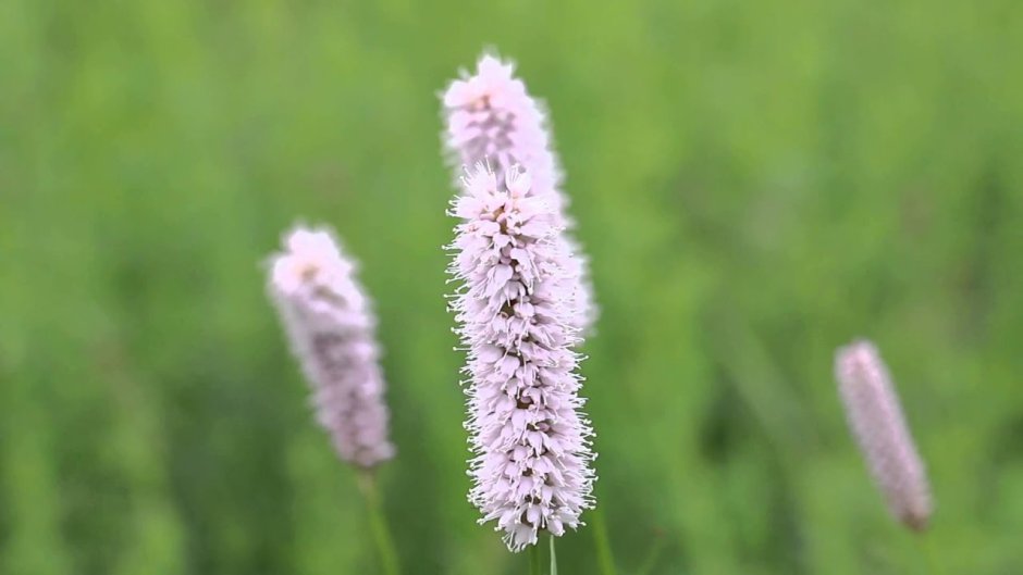 Bistorta officinalis