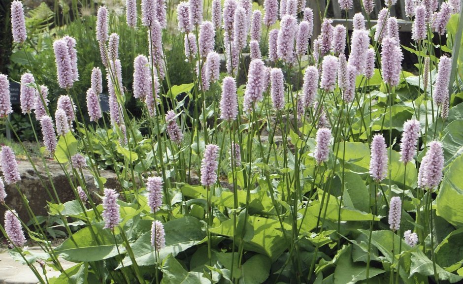 Persicaria bistorta