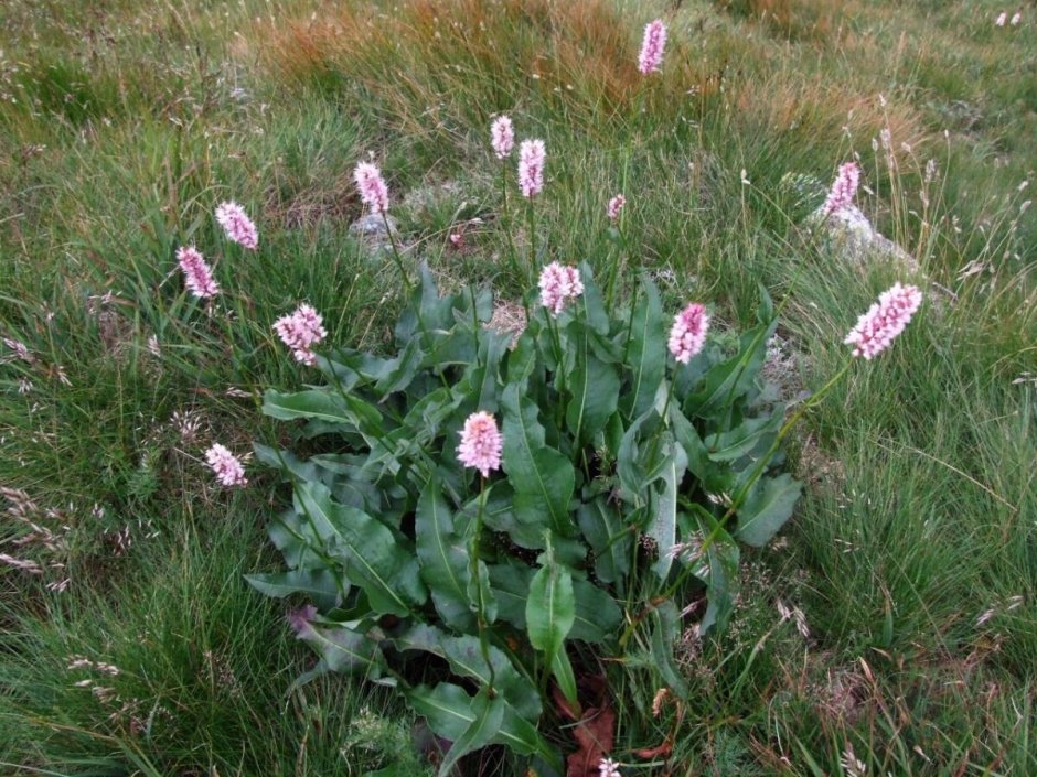 Горец змеиный (Polygonum bistorta)