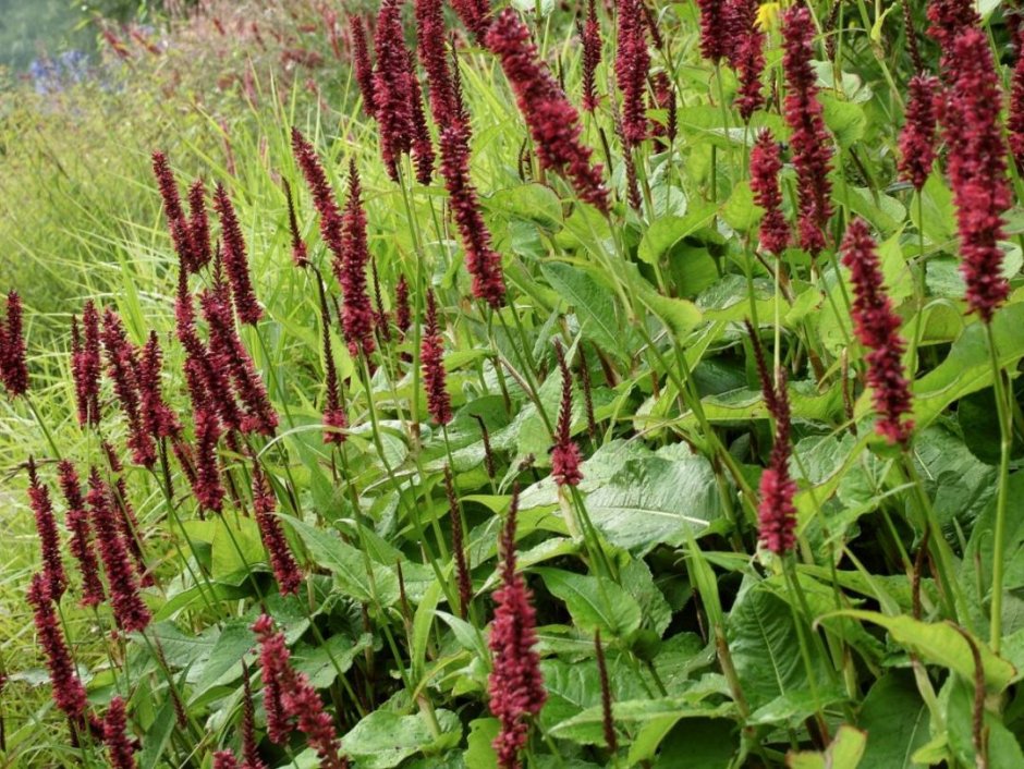 Горец змеиный (Polygonum bistorta)