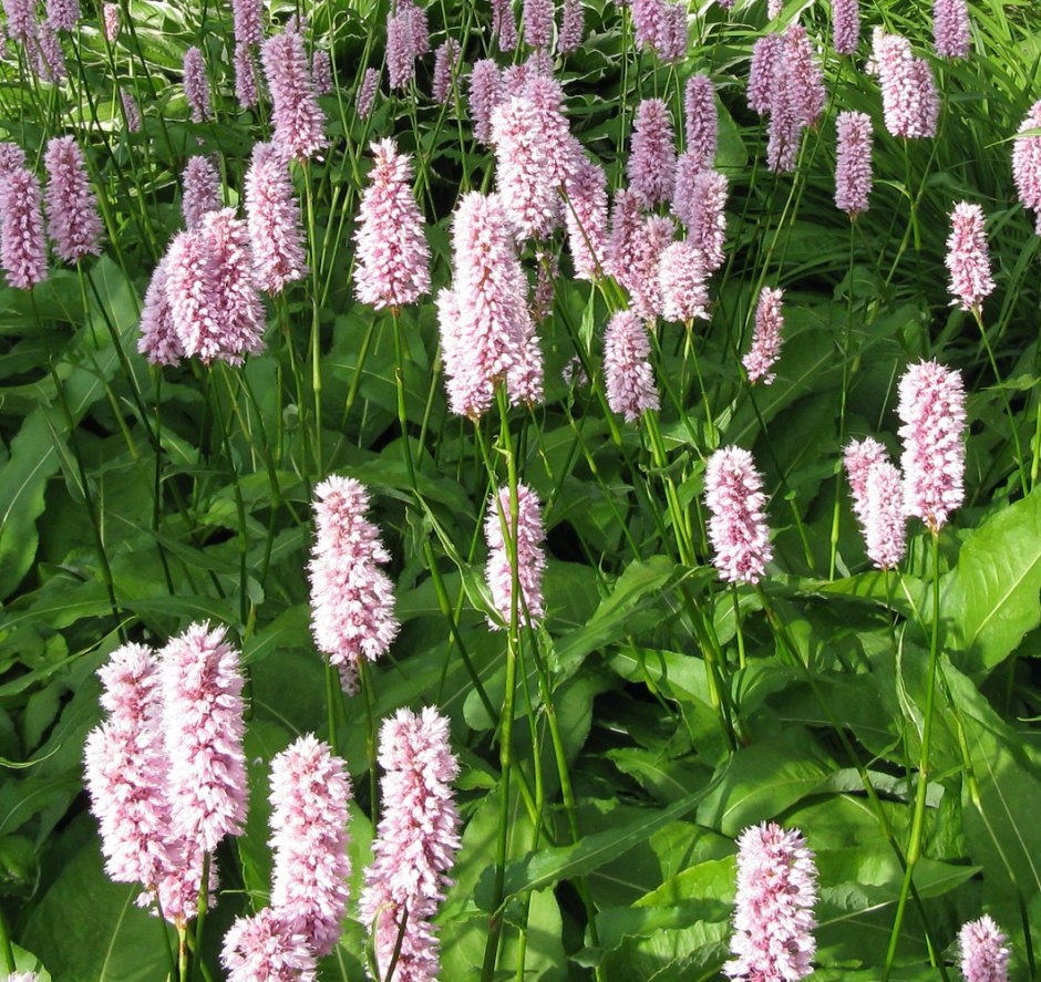 Горец родственный (Polygonum affine `Daijeerling Red`)