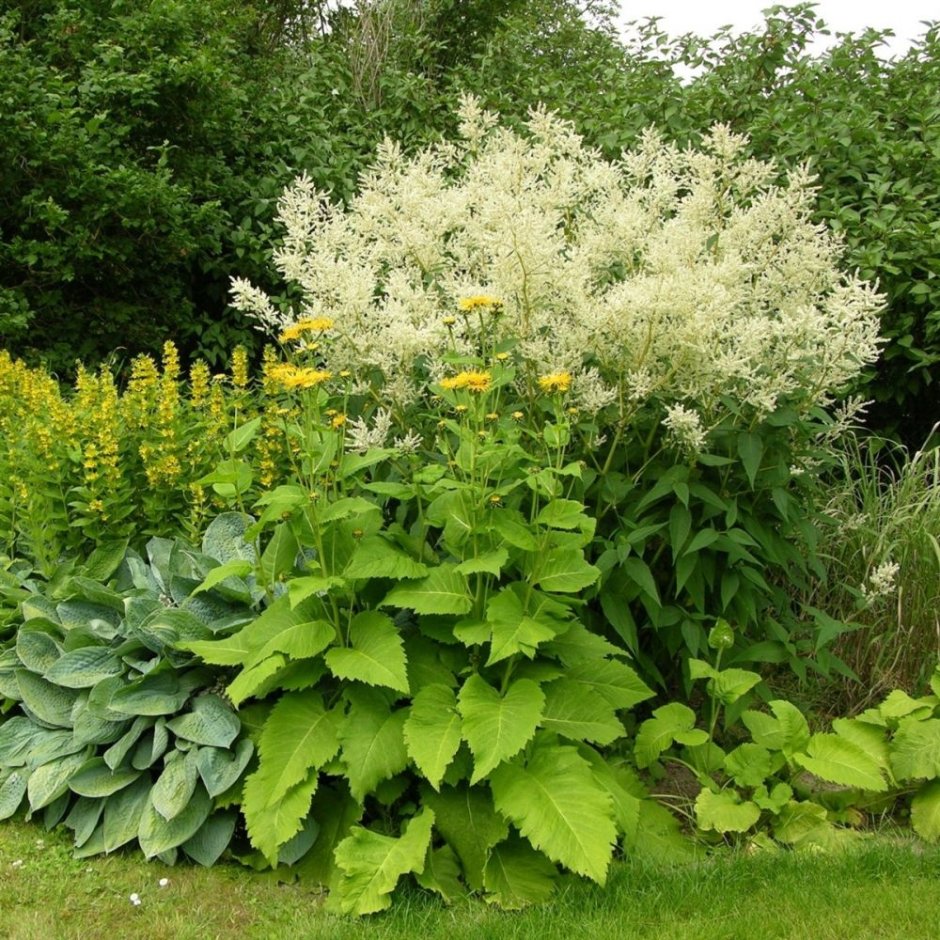 Горец свечевидный "Blackfield" (Persicaria amplexicaulis)