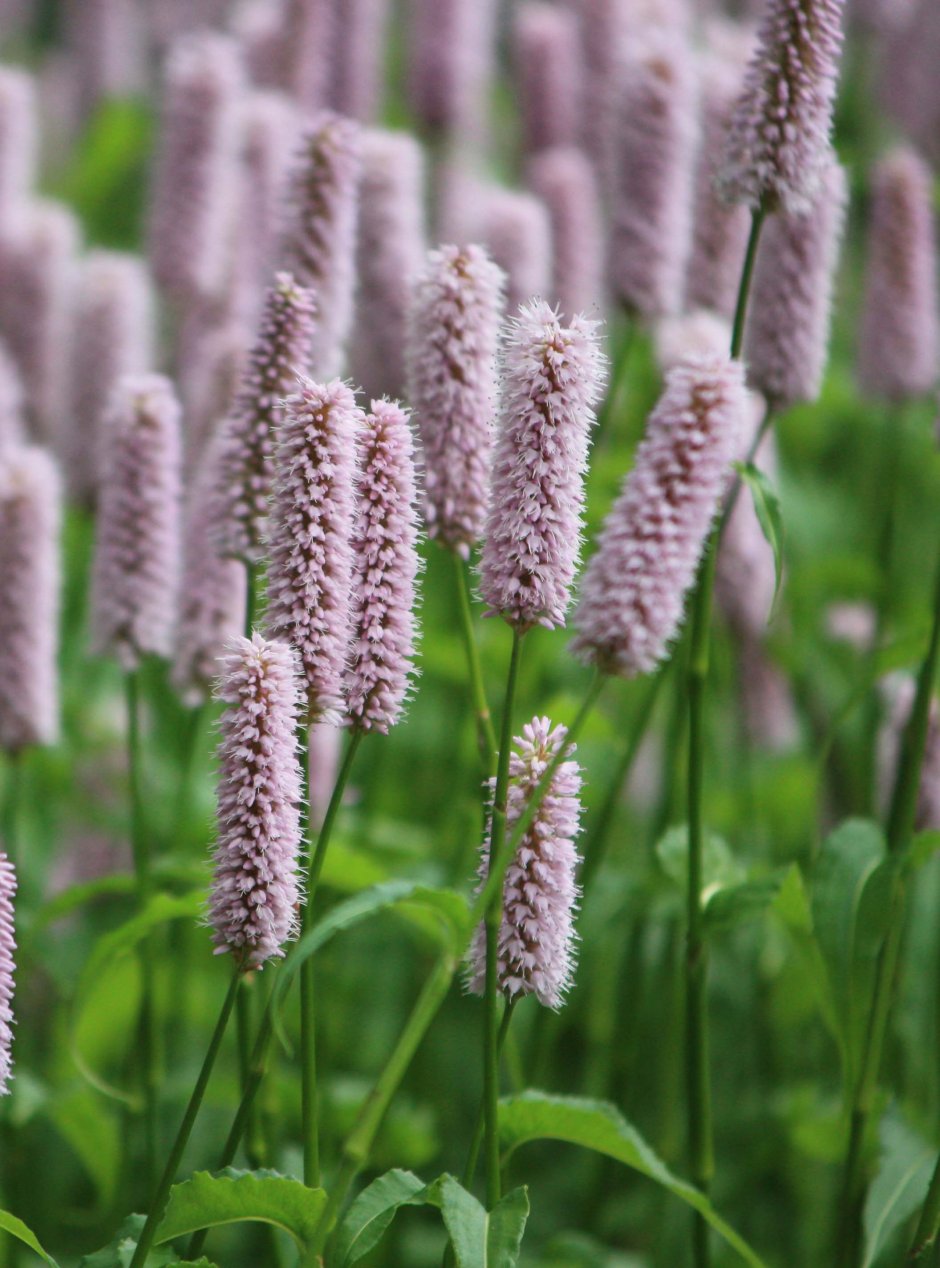 Горец змеиный (змеевик) (bistorta Major, syn. Polygonum bistorta)