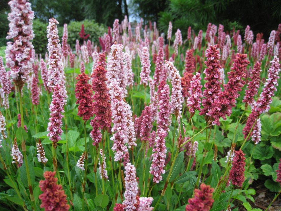 Горец родственный (Polygonum affine `Donald Lowndes`)